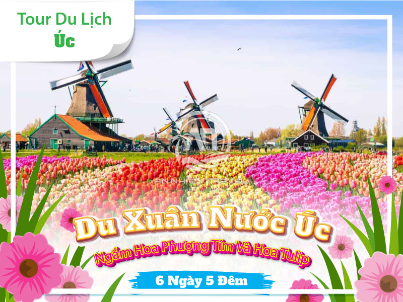 Tour du Xuân nước Úc ngắm hoa phượng tím và hoa tulip